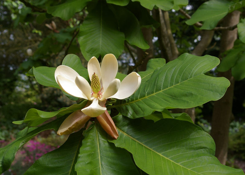 Magnolija