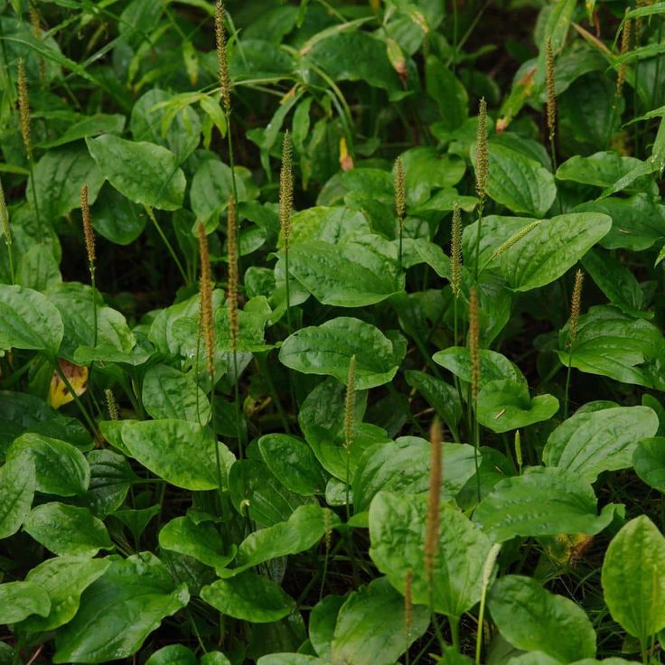 Širokolisni trputac